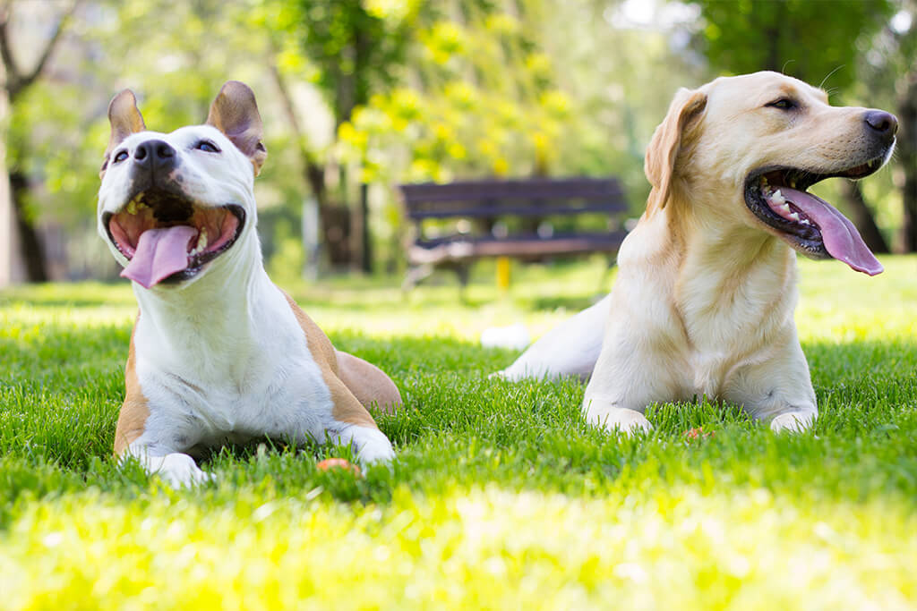 Two happy dogs enjoying the community dog park